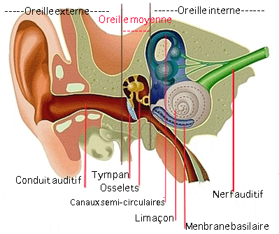 inside-ear